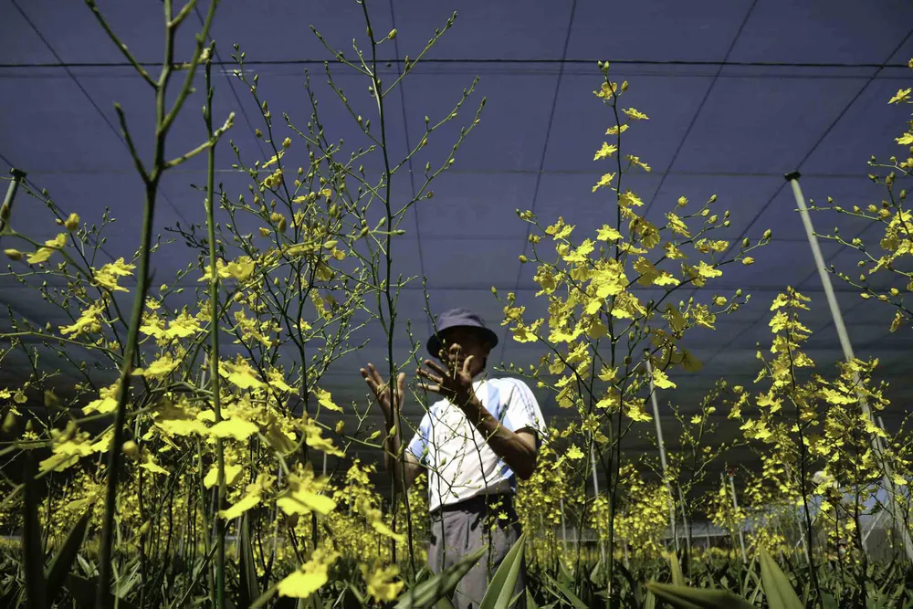 Chiêm ngưỡng vườn lan vũ nữ mang về tiền tỷ ảnh 7