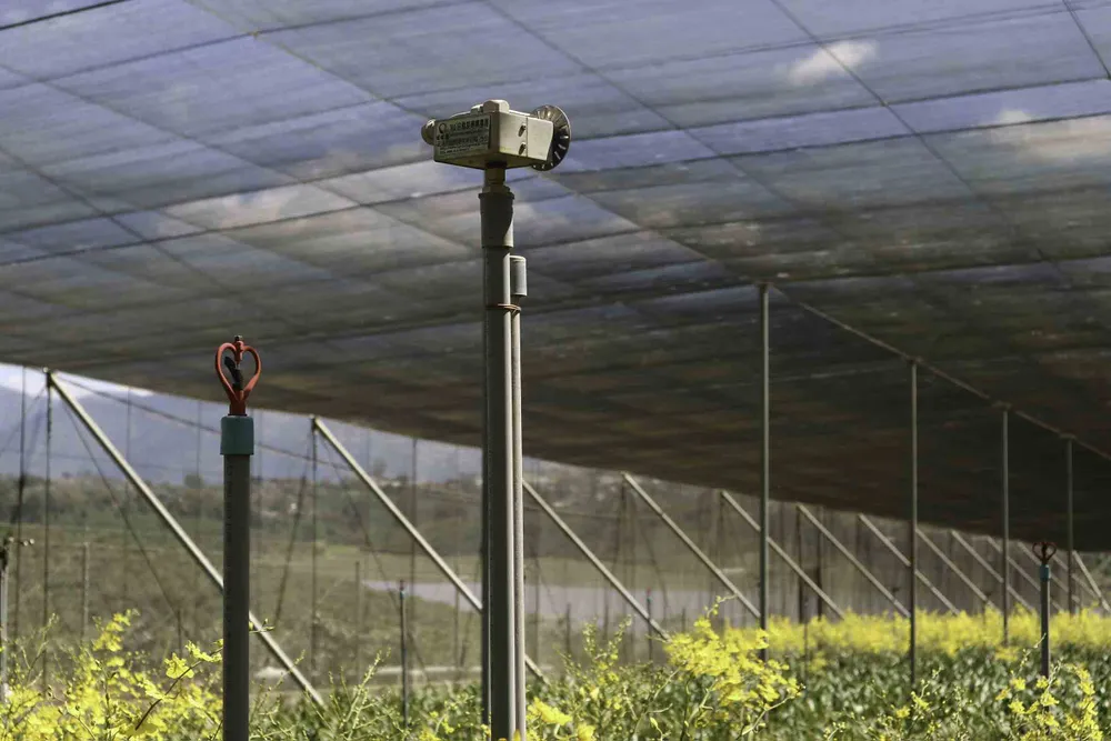 Chiêm ngưỡng vườn lan vũ nữ mang về tiền tỷ ảnh 8