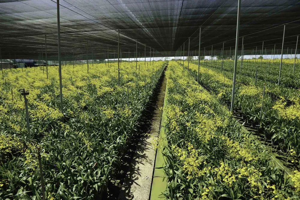 Chiêm ngưỡng vườn lan vũ nữ mang về tiền tỷ ảnh 10