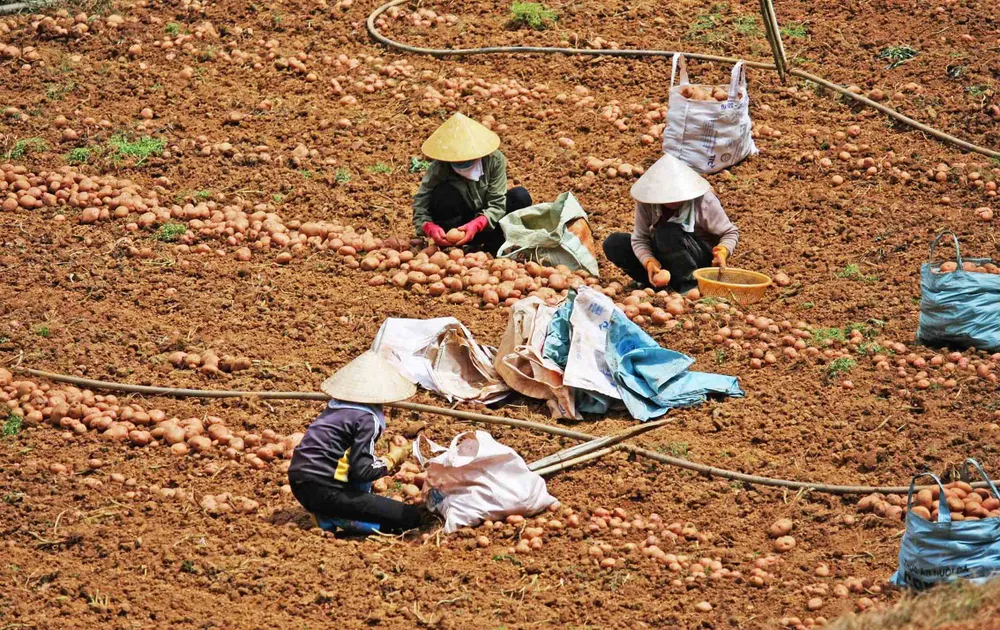 Người tiêu dùng sẽ dễ nhận diện khoai tây Đà Lạt hơn ảnh 2