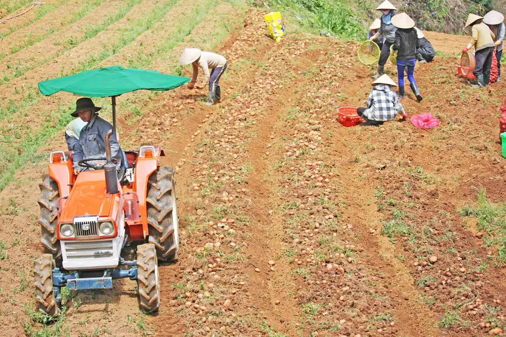 Người tiêu dùng sẽ dễ nhận diện khoai tây Đà Lạt hơn ảnh 1