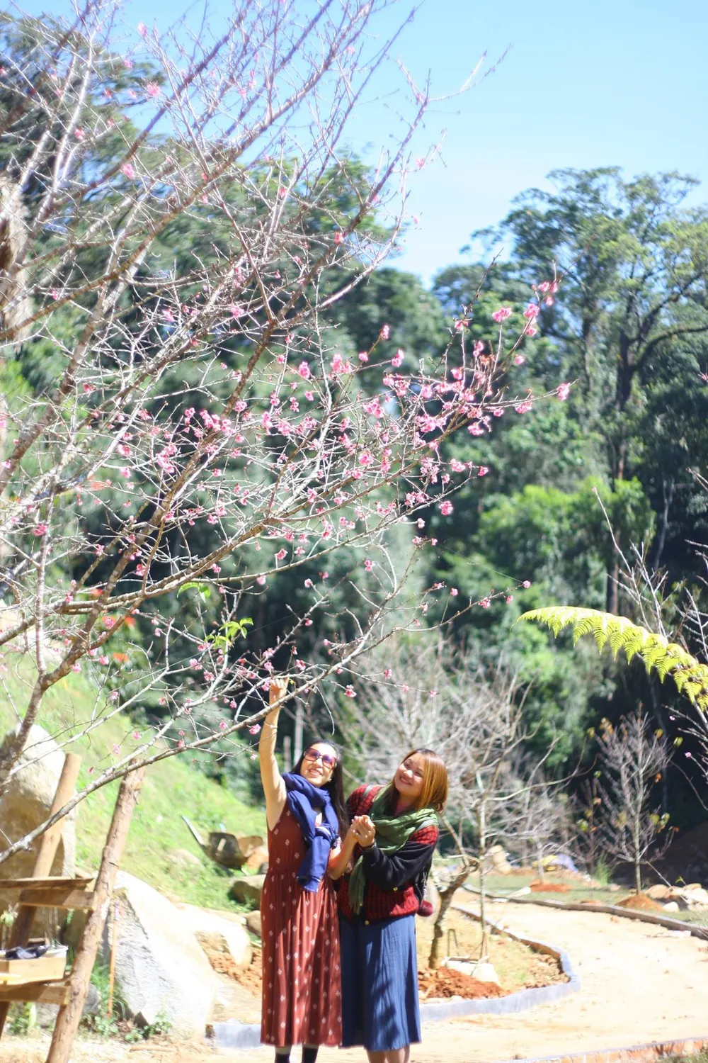 Mở cửa Không gian hoa anh đào Nhật Bản tại Đà Lạt ảnh 2