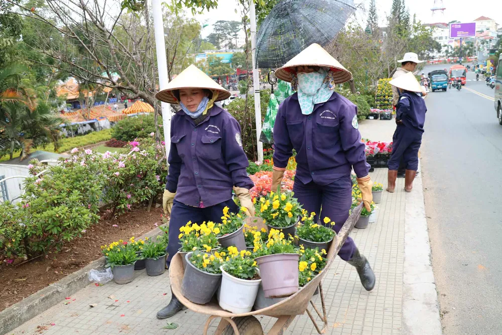 Hoa Đà Lạt tấp nập xuống phố trước thềm lễ hội ảnh 3