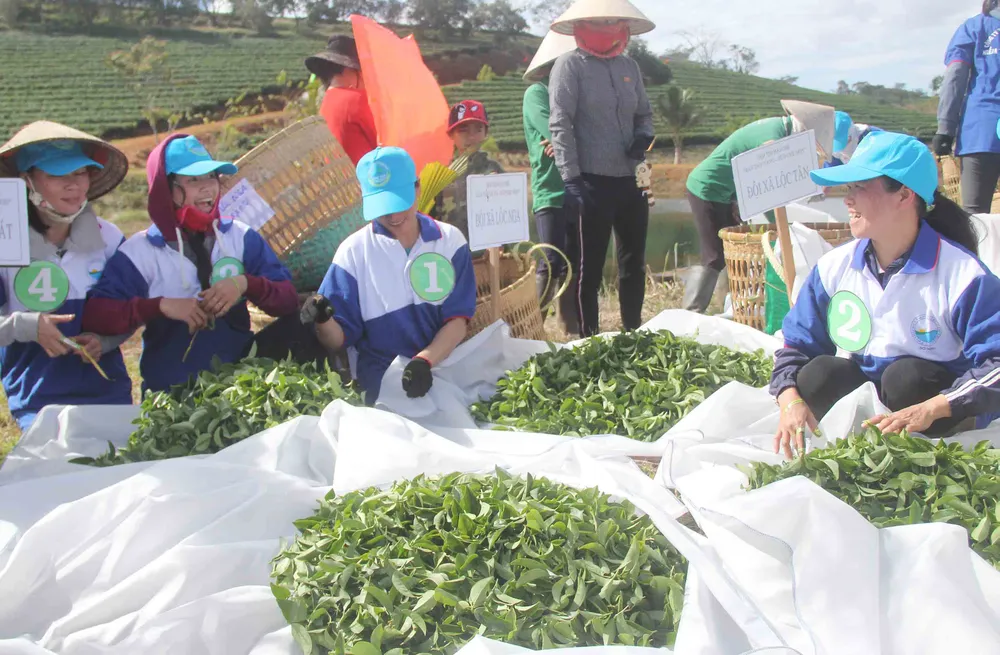 Sôi nổi hội thi hái trà “Bàn tay vàng - búp trà non” ảnh 2