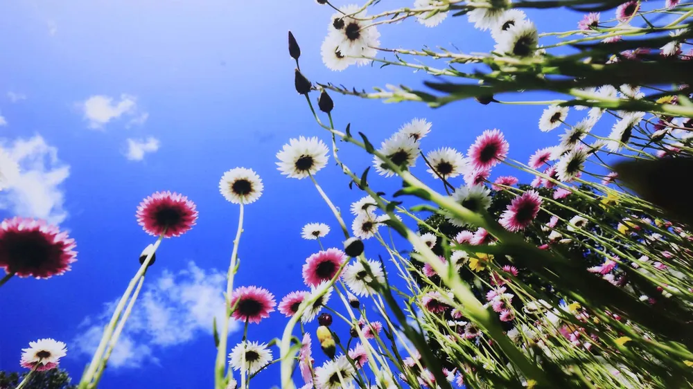 VIDEO: Du khách thăm vườn rau, hoa công nghệ cao giữa phố Đà Lạt ảnh 3