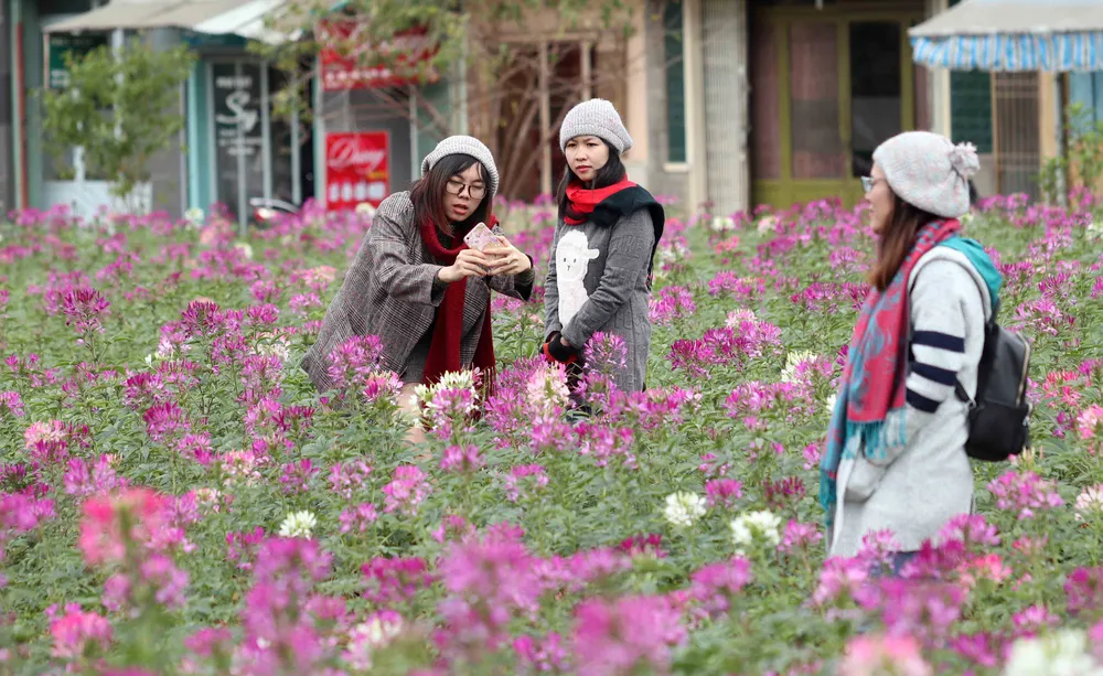 Du khách đổ về dự lễ hội hoa, nhiều dịch vụ tại Đà Lạt quá tải ảnh 7