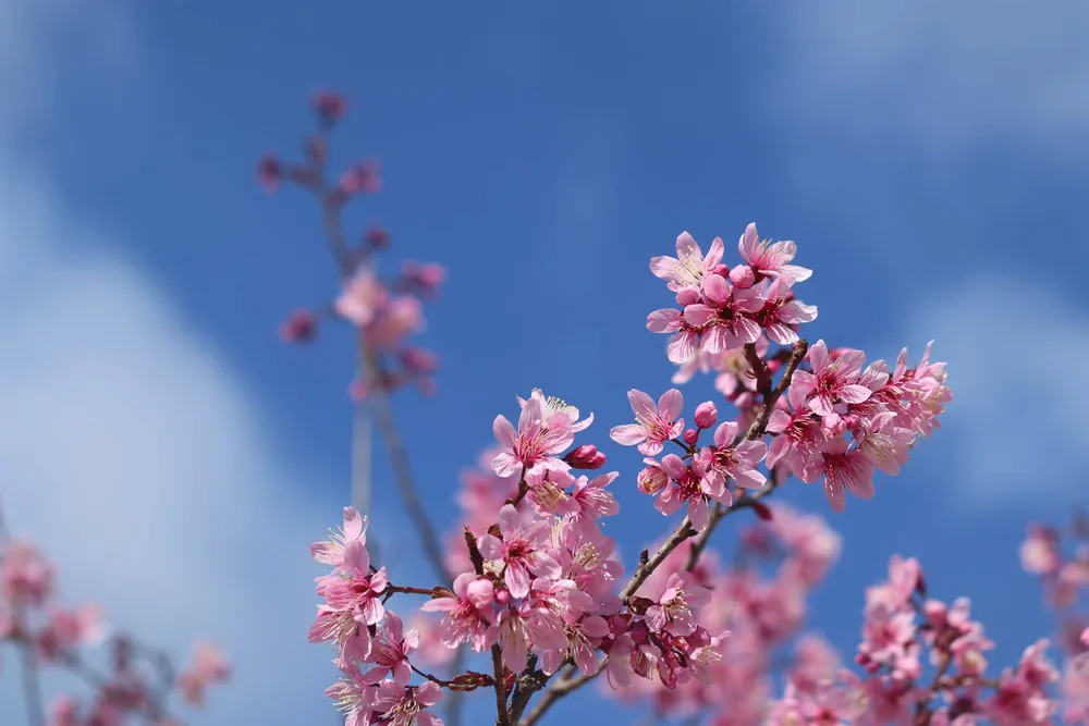 Ngắm sắc hồng lung linh của mai anh đào Đà Lạt ảnh 7