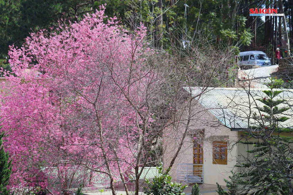 Mai anh đào Đà Lạt nở rộ khắp phố, 10 ngày nữa mới khai hội ảnh 8