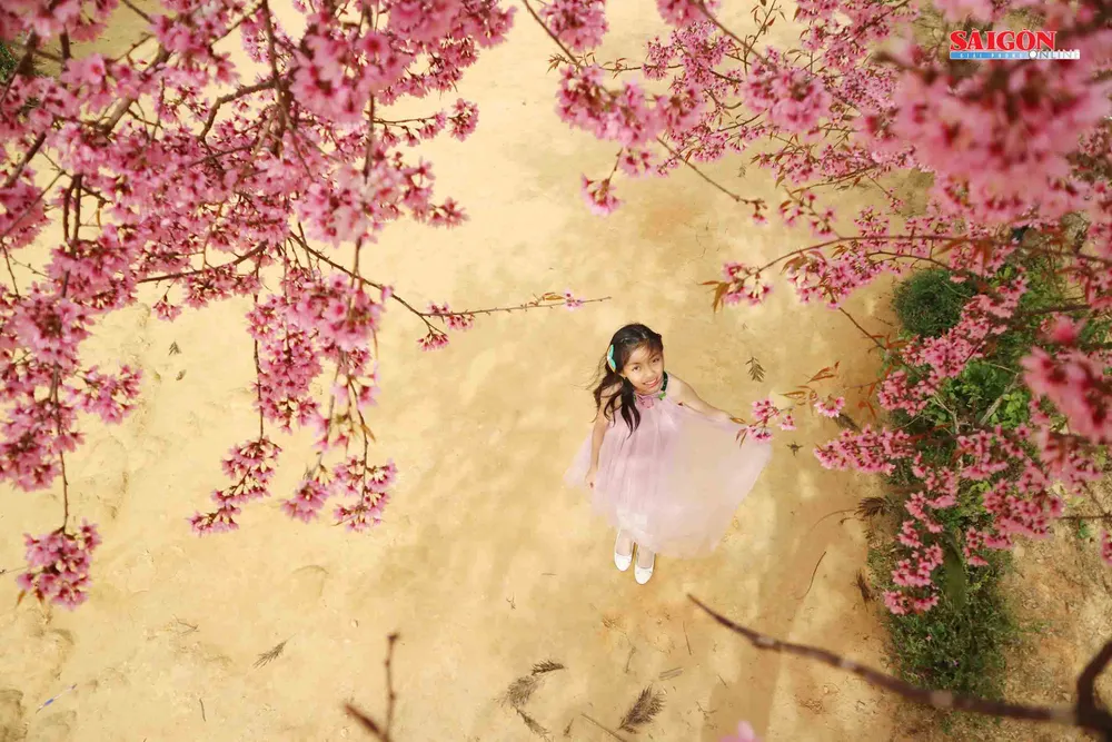 Mai anh đào Đà Lạt nở rộ khắp phố, 10 ngày nữa mới khai hội ảnh 7