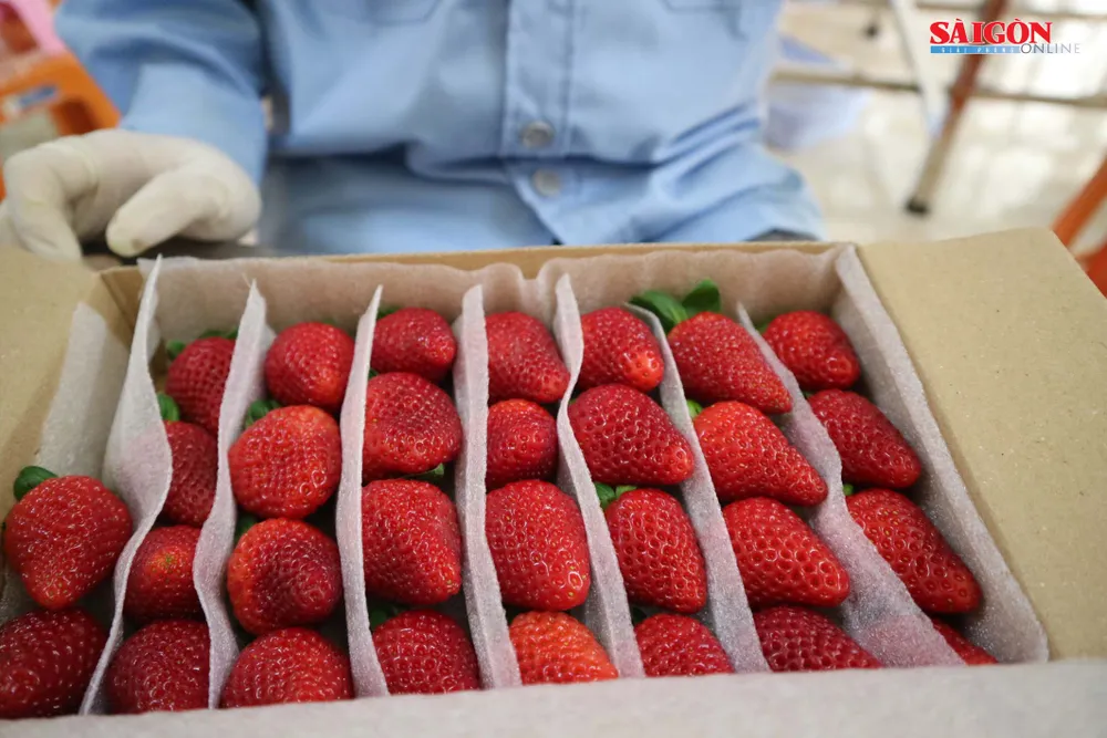 Khám phá vườn dâu tây thủy canh trĩu quả tại Đà Lạt ảnh 12