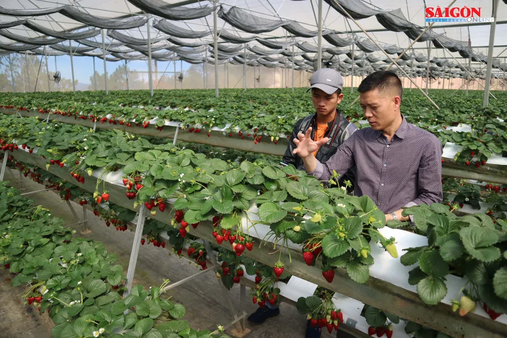 Khám phá vườn dâu tây thủy canh trĩu quả tại Đà Lạt ảnh 6