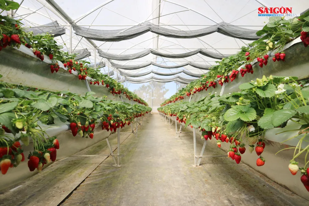 Khám phá vườn dâu tây thủy canh trĩu quả tại Đà Lạt ảnh 3