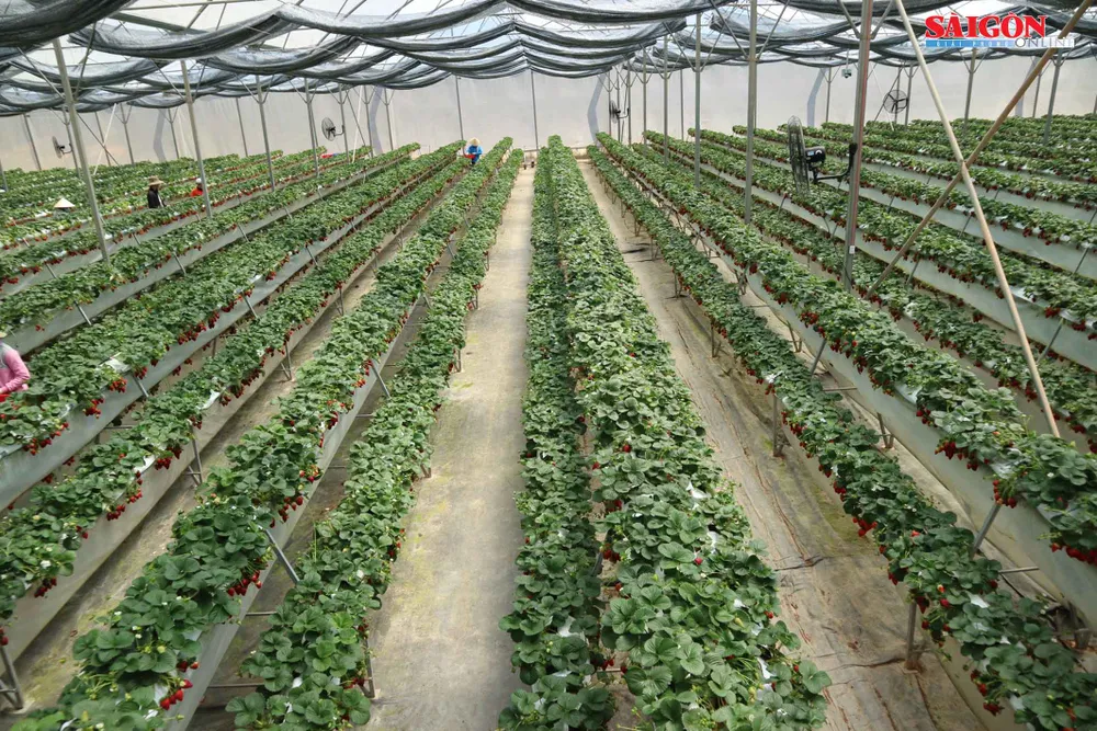 Khám phá vườn dâu tây thủy canh trĩu quả tại Đà Lạt ảnh 5