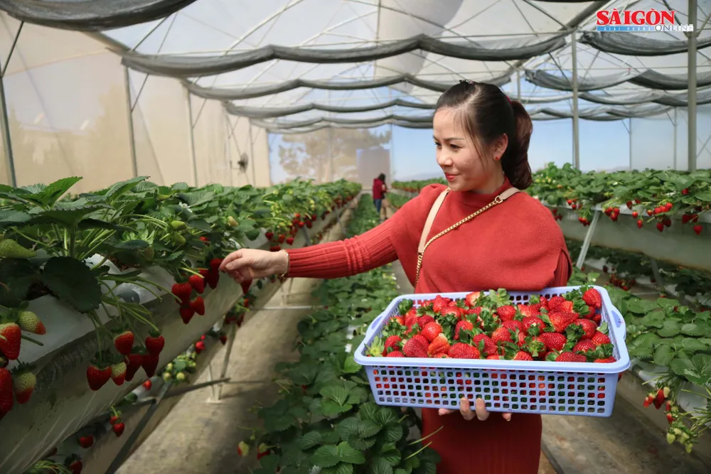 Khám phá vườn dâu tây thủy canh trĩu quả tại Đà Lạt ảnh 7