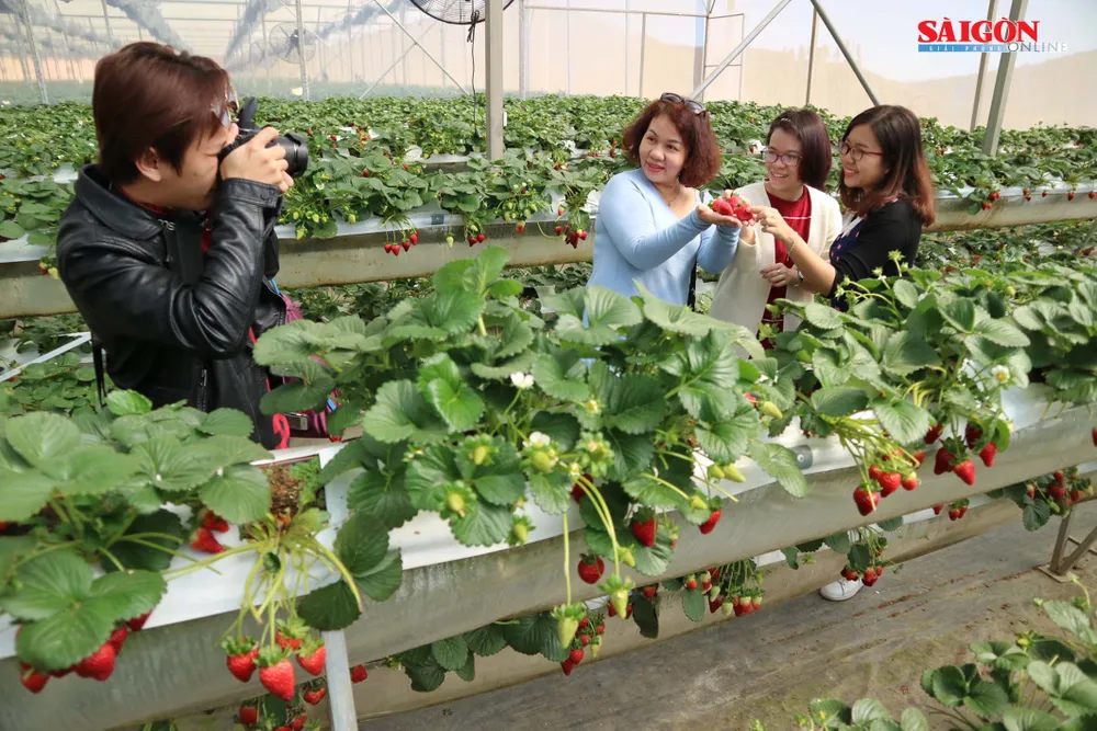 Khám phá vườn dâu tây thủy canh trĩu quả tại Đà Lạt ảnh 10