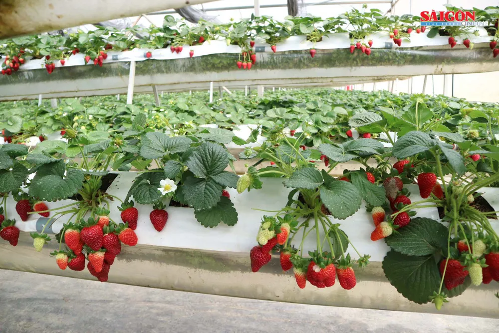 Khám phá vườn dâu tây thủy canh trĩu quả tại Đà Lạt ảnh 9