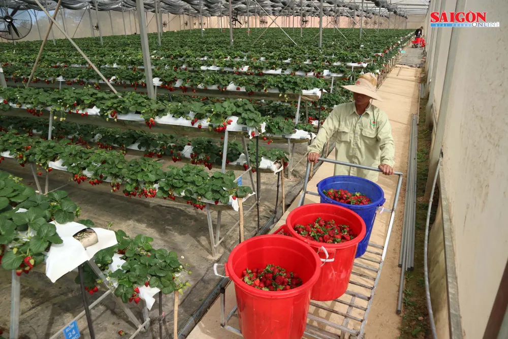Khám phá vườn dâu tây thủy canh trĩu quả tại Đà Lạt ảnh 11