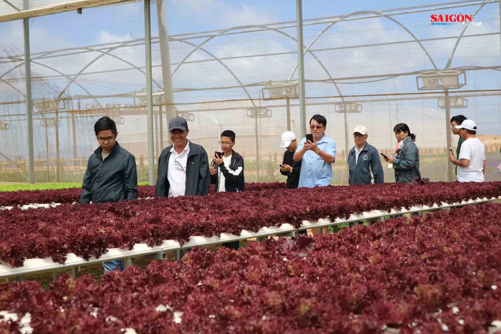 Không gian mới lạ trên vùng trà cổ Cầu Đất - Đà Lạt ảnh 8