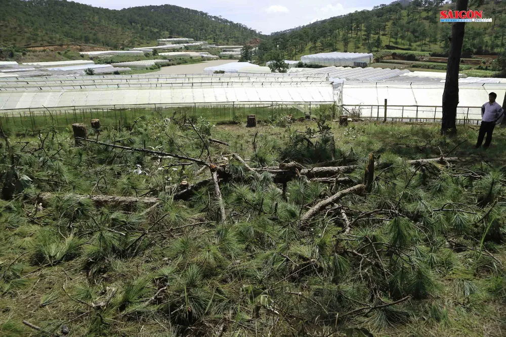 Xử phạt 3 đối tượng phá rừng thông hơn 40 năm tuổi ở Đà Lạt ảnh 1