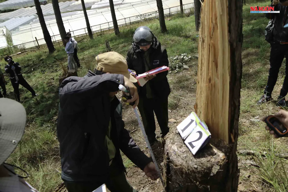 Xử phạt 3 đối tượng phá rừng thông hơn 40 năm tuổi ở Đà Lạt ảnh 3