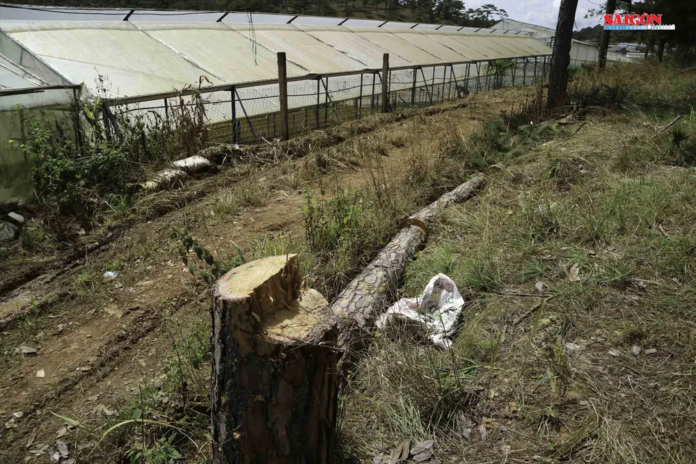 Xử phạt 3 đối tượng phá rừng thông hơn 40 năm tuổi ở Đà Lạt ảnh 2