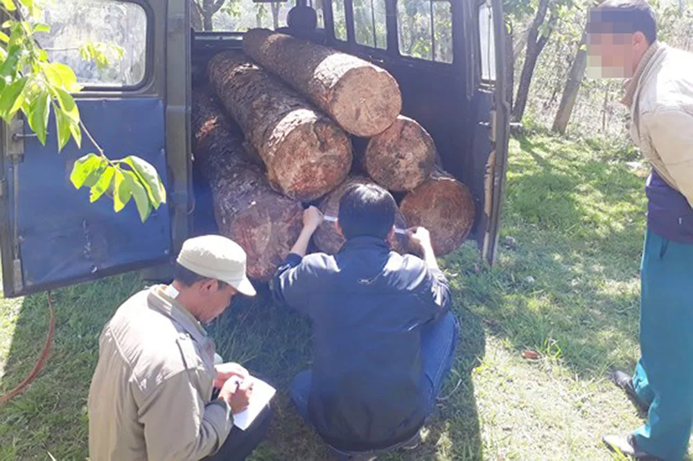 Bắt quả tang xe ô tô mang 2 biển kiểm soát vào rừng sâu chở gỗ lậu ảnh 1