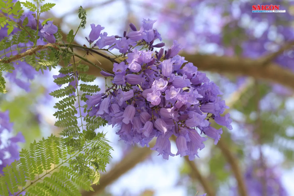 Đà Lạt đẹp mộng mơ trong khung trời hoa phượng tím ảnh 11