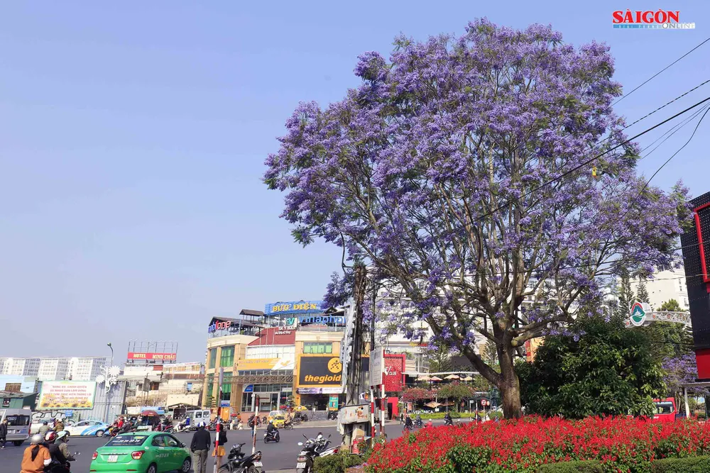 Đà Lạt đẹp mộng mơ trong khung trời hoa phượng tím ảnh 12