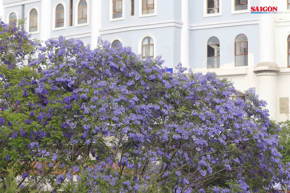 Đà Lạt đẹp mộng mơ trong khung trời hoa phượng tím ảnh 3