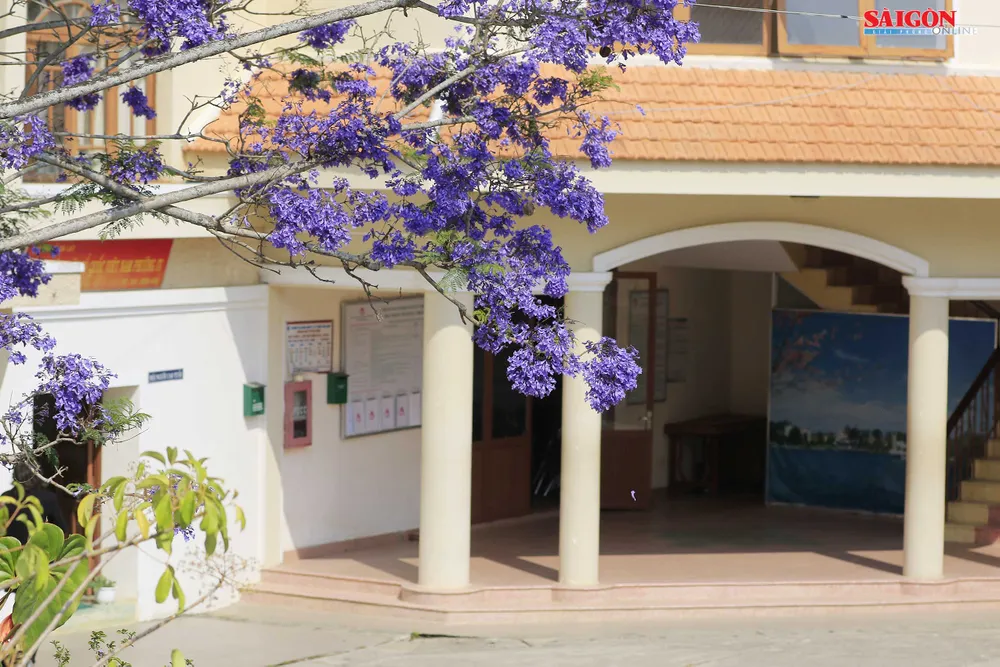 Đà Lạt đẹp mộng mơ trong khung trời hoa phượng tím ảnh 4