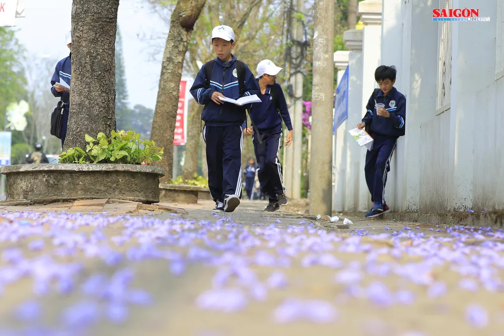 Đà Lạt đẹp mộng mơ trong khung trời hoa phượng tím ảnh 6