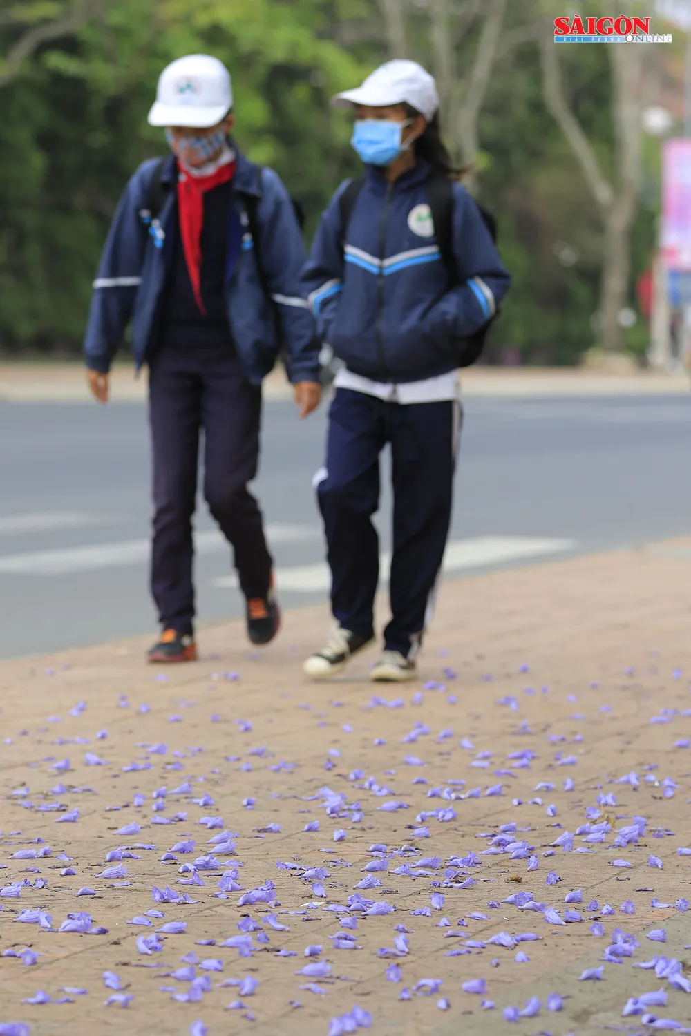 Đà Lạt đẹp mộng mơ trong khung trời hoa phượng tím ảnh 8