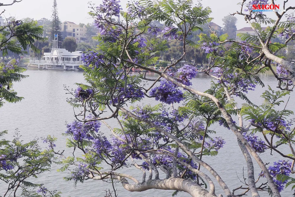 Đà Lạt đẹp mộng mơ trong khung trời hoa phượng tím ảnh 9