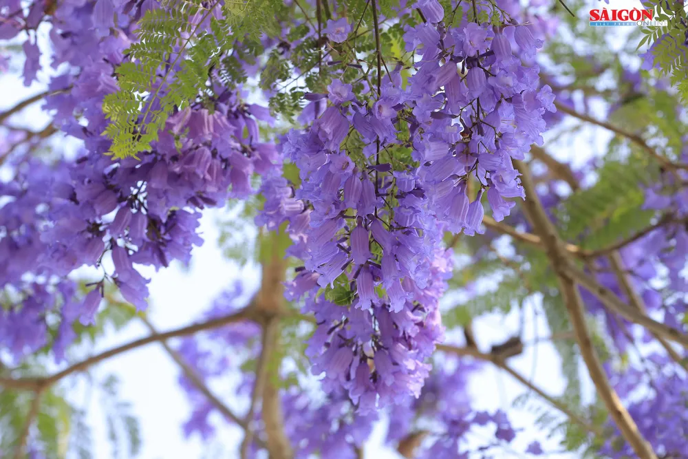 Đà Lạt đẹp mộng mơ trong khung trời hoa phượng tím ảnh 10