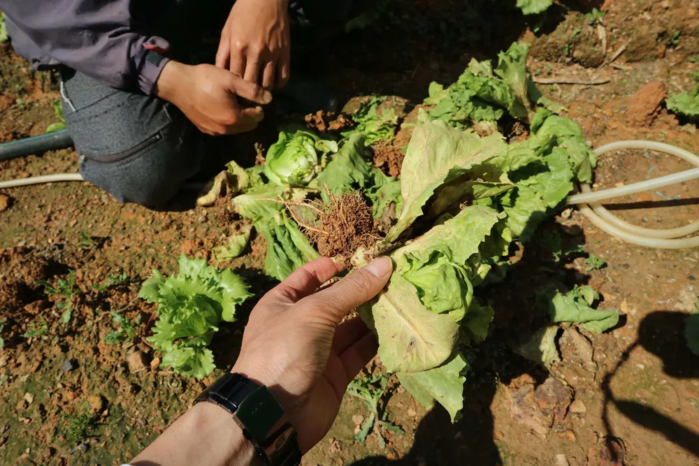 Nông dân Đà Lạt điêu đứng vì rau nhiễm virus lạ ảnh 3