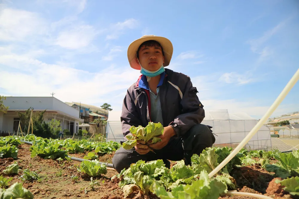 Nông dân Đà Lạt điêu đứng vì rau nhiễm virus lạ ảnh 1