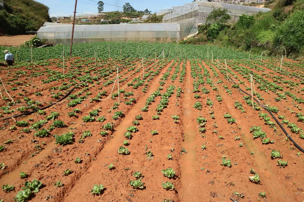 Nông dân Đà Lạt điêu đứng vì rau nhiễm virus lạ ảnh 2