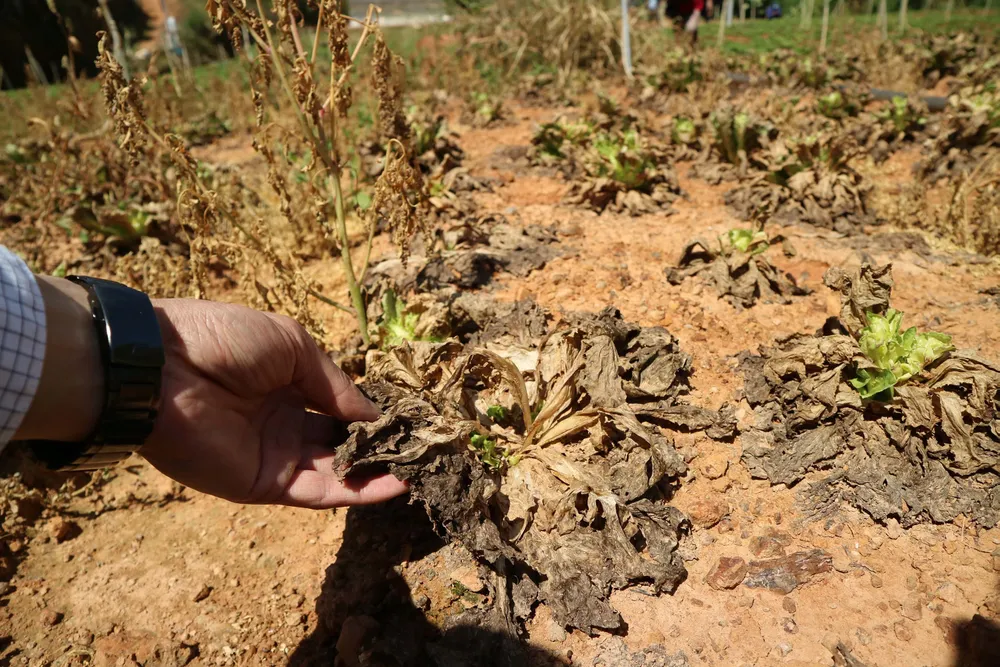 Nông dân Đà Lạt điêu đứng vì rau nhiễm virus lạ ảnh 4