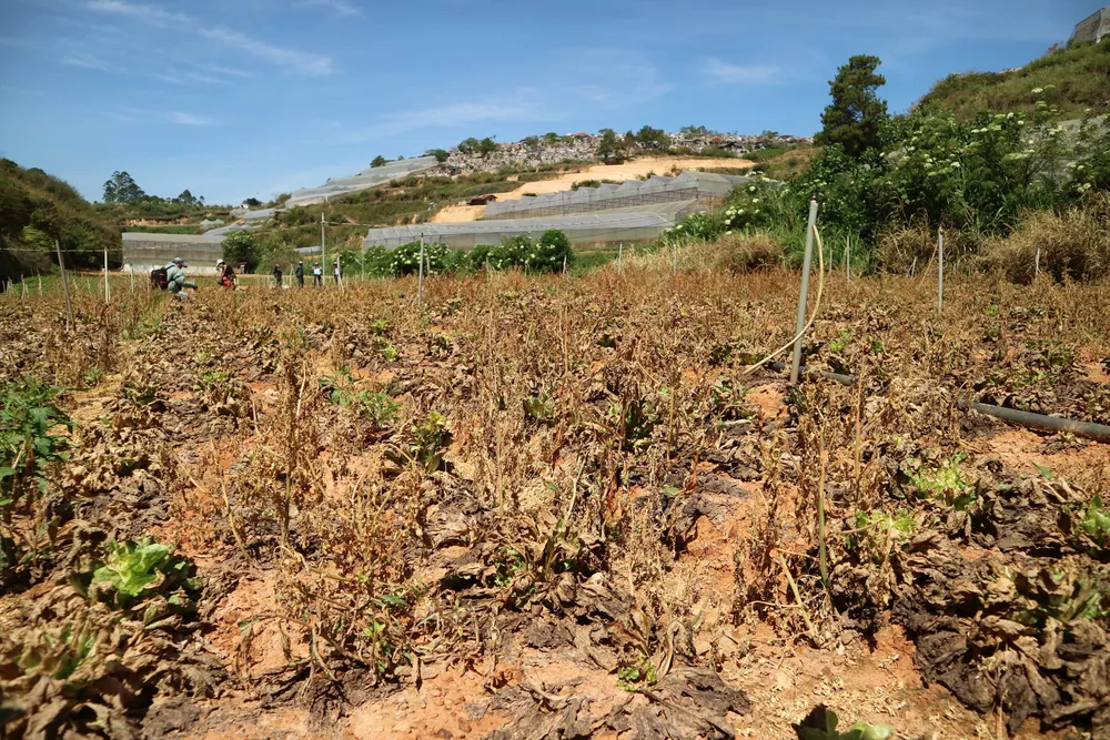 Nông dân Đà Lạt điêu đứng vì rau nhiễm virus lạ ảnh 6