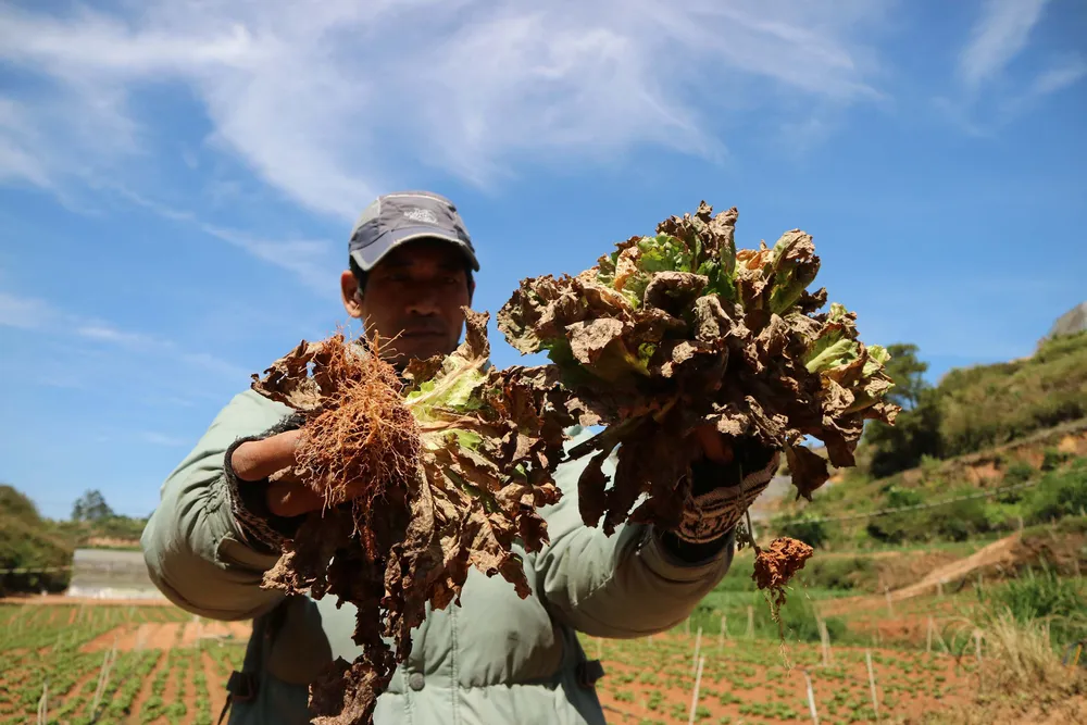 Nông dân Đà Lạt điêu đứng vì rau nhiễm virus lạ ảnh 5