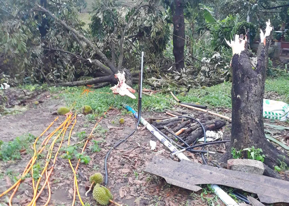 Nhiều vườn sầu riêng đặc sản bị lốc xoáy tàn phá nặng nề  ảnh 1