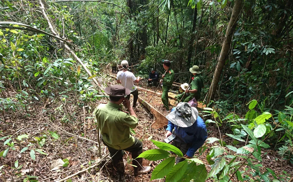 Tổ chức khai thác trái phép hơn 1.200m³ gỗ quý, trùm lâm tặc Hà “đen” lĩnh án 6 năm tù ảnh 2