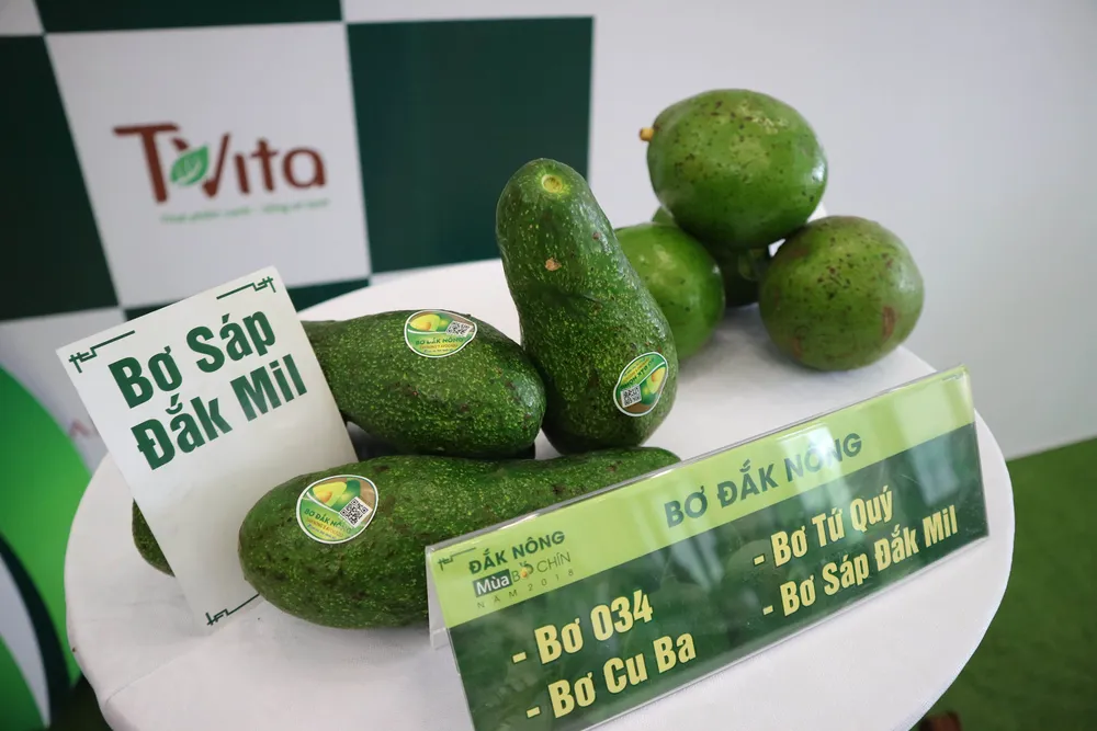 Chương trình “Đắk Nông mùa bơ chín” đã sẵn sàng  ảnh 2