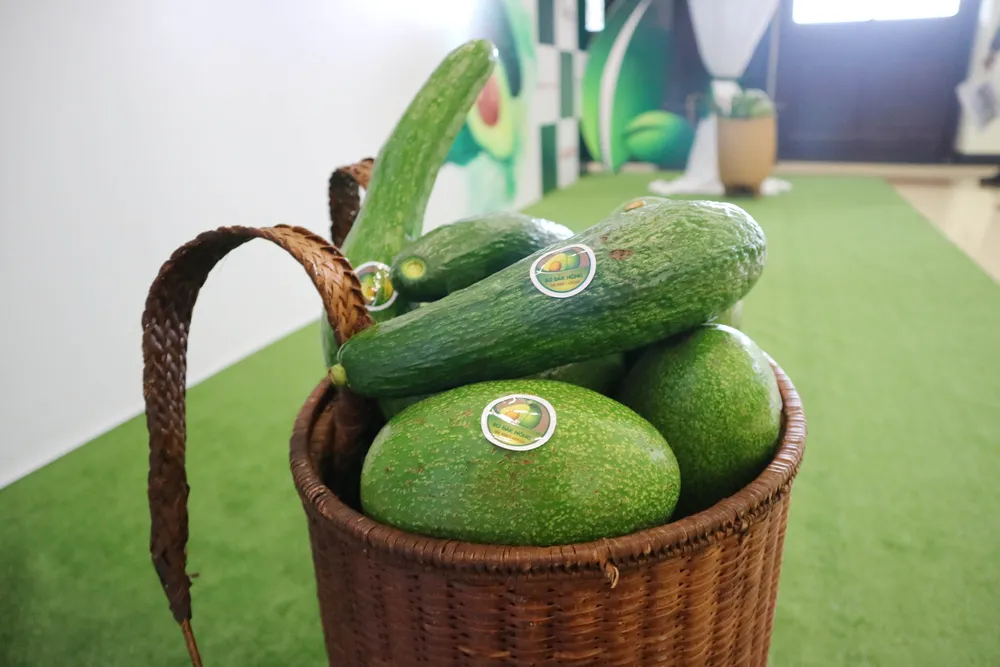 Chương trình “Đắk Nông mùa bơ chín” đã sẵn sàng  ảnh 3