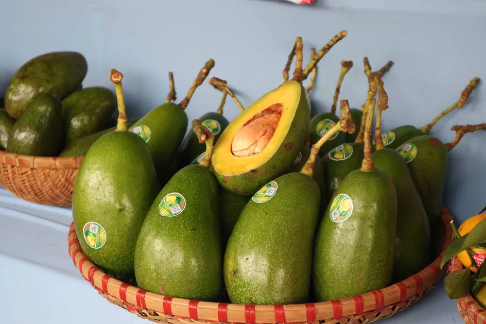 Bơ “khủng” hội tụ tại Đắk Nông ảnh 2