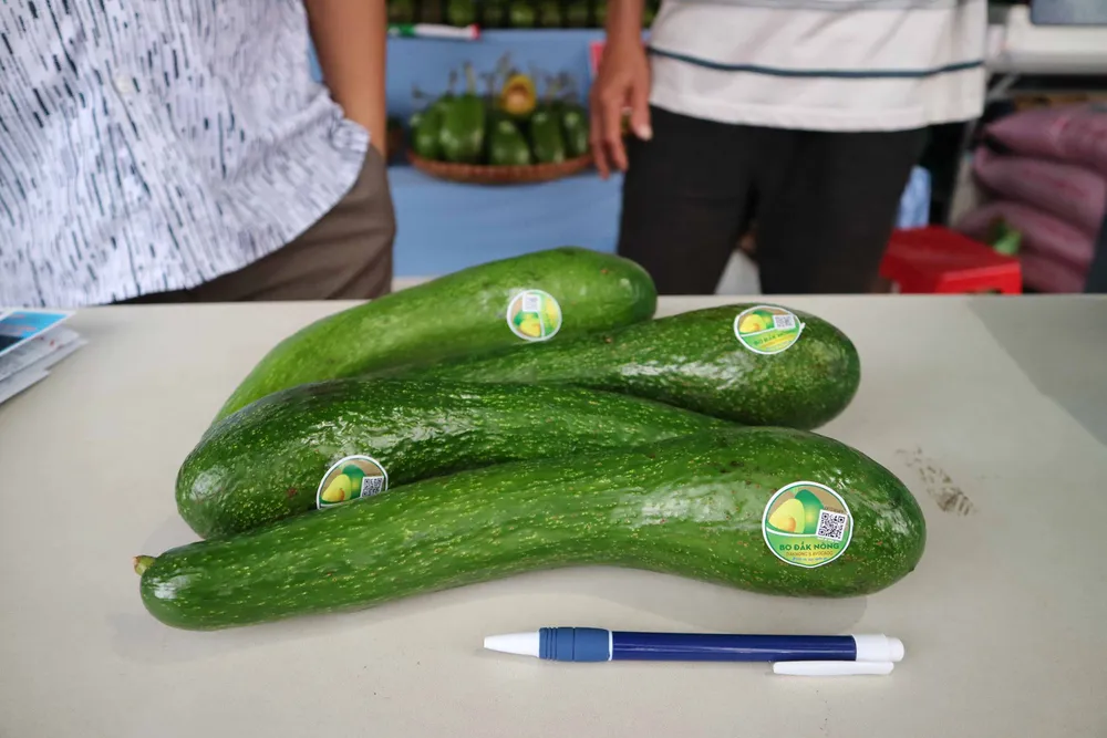 Bơ “khủng” hội tụ tại Đắk Nông ảnh 4