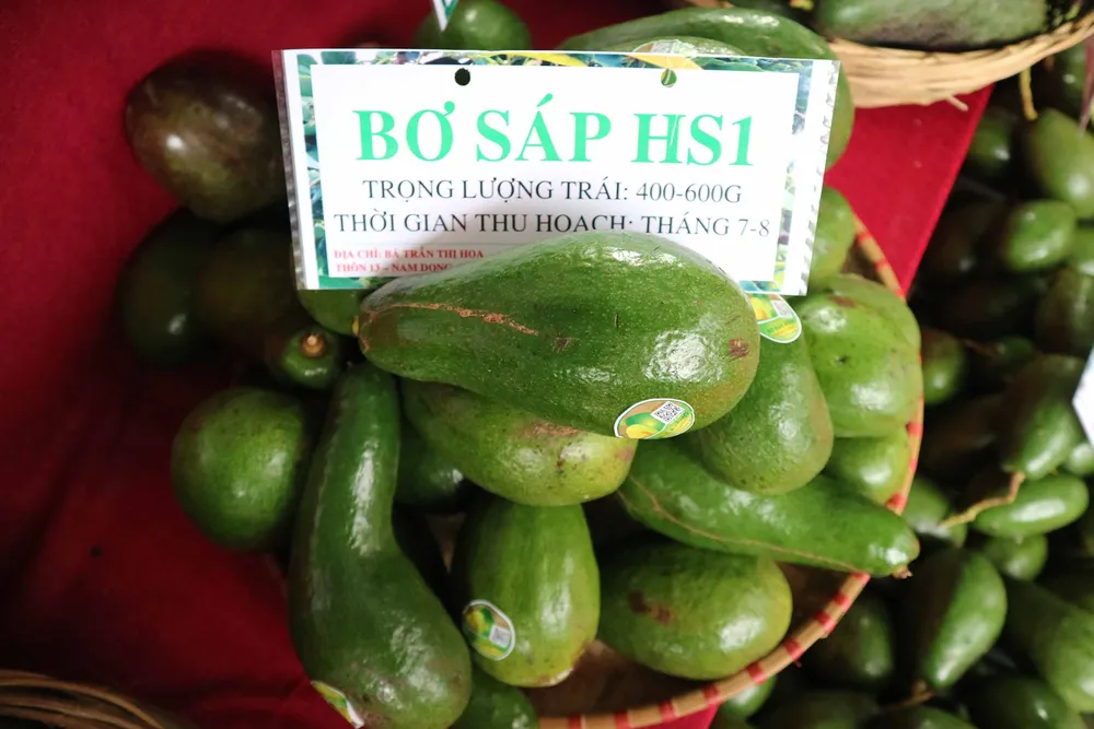 Bơ “khủng” hội tụ tại Đắk Nông ảnh 8