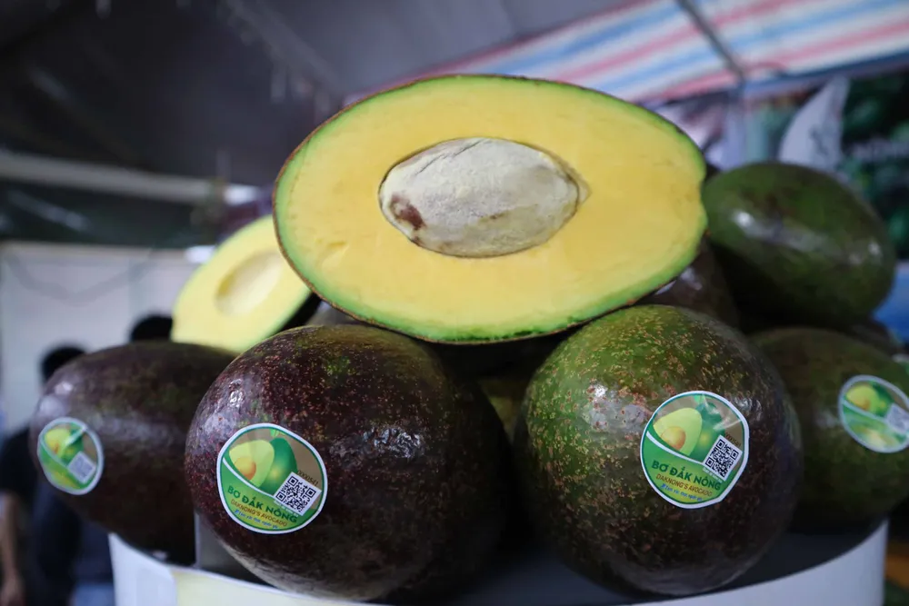 Bơ “khủng” hội tụ tại Đắk Nông ảnh 5