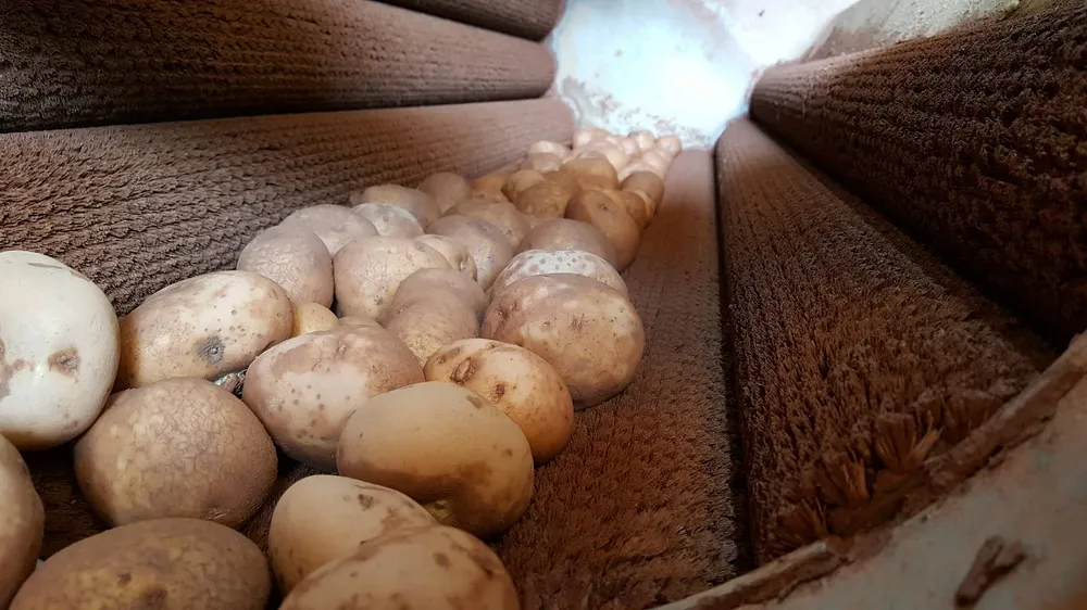 Bắt quả tang trộn đất vào khoai tây Trung Quốc để bán giá cao ảnh 2