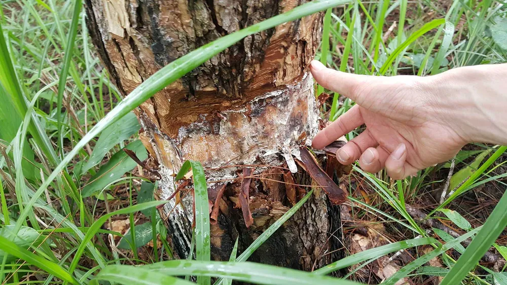 Rừng phòng hộ ở Lâm Đồng bị "giết chết" như thế nào? ảnh 12